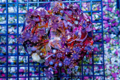 Clove Polyp Yellow/Gold Stripes! – Indonesia (Blue Video Inside!)