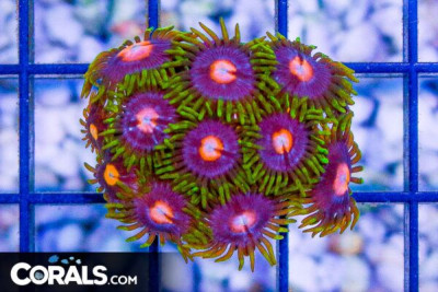 BLOW POPS Zoanthid Frag – Aquacultured