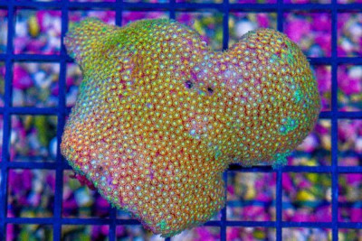 Goniopora – Indonesia Short Polyp Rainbow (Blue Video Inside!)