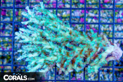 Acropora – Australia
