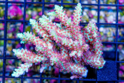 Acropora – Australia STRAWBERRY SHORTCAKE (Blue Video Inside!)