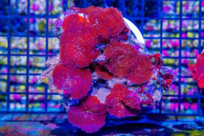 DISCO Mushroom Colony – Indo Deep Red