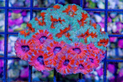 Acan Lord – Australia Ultra Dual Color