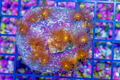 BIG Yellow Polyp Frag Real Reef Base