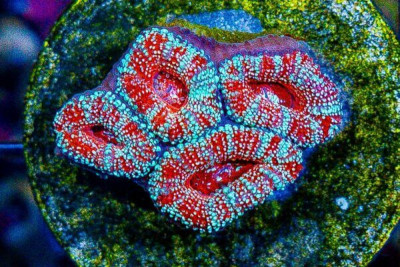 Acan Lord Frag