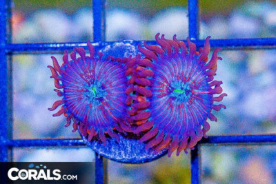 CB WHITE ZOMBIE Zoanthid Frag – Aquacultured (BLUE VIDEO INSIDE!)