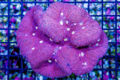 Lobophyllia/Symphyllia – Indo SUPER ULTRA Pink (Blue Video Inside!)