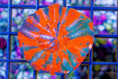 Scolymia – Australia Ultra Green/Orange