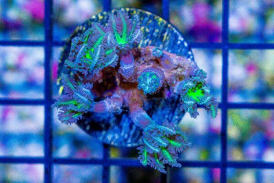 Clove Polyp Frag GREEN