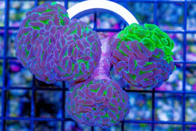 Branching Hammer 3 Heads – Australia Neon Stems w/ Purple and Neon Splatter Swirly Morph Tips! (Blue Video Inside!)