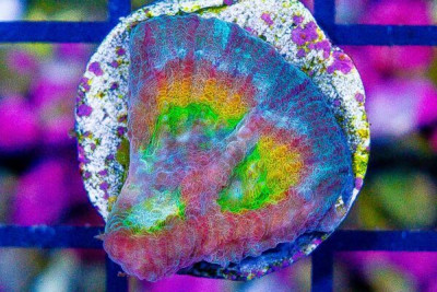 HYPO TANGO Favia Frag – Aquacultured