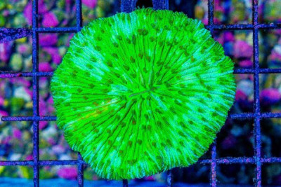 Fungia – Australia NEON BLUE!
