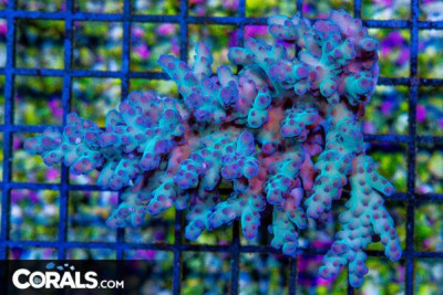 Acropora – Australia Smooth Skin