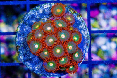Zoanthid Frag ULTRA