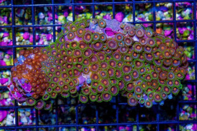 Zoanthid Colony – Indonesia ULTRA!