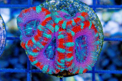 Acan Lord Frag ULTRA