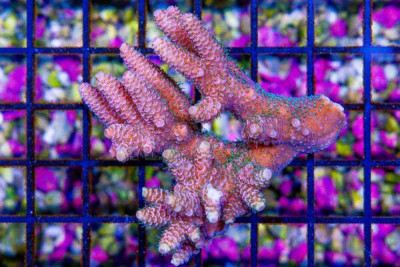 Acropora Colony – Australia Pink Mille Type Green Polyps