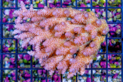 Acropora Colony – Australia (BLUE VIDEO INSIDE!)