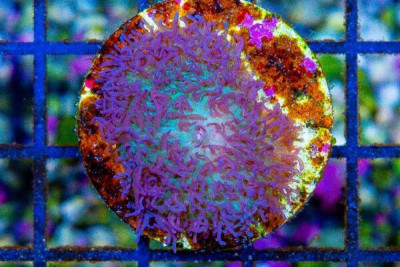 Mushroom Frag PURPLE/GREEN HAIRY Rhodactis BIG POLYP