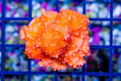ORANGE Montipora Setosa Frag – RARE Aquacultured