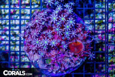 Big Daisy Polyp – Indonesia – Loaded with Polyps!