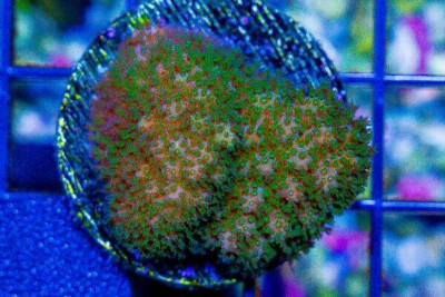 FIJI GREEN Pocillopora Frag