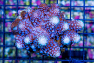 Acropora – FIJI