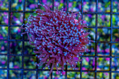 MIMF (Marshall Island Mariculture Farm) Torch Frag