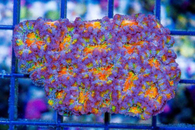 CRAZY RAINBOW ACAN LORD – Australia (Blue Video Inside!)