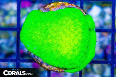 ORA Kelly Green Psammocora Frag – Aquacultured Insanely Bright!