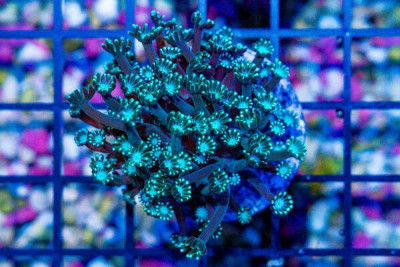 Alveopora Frag