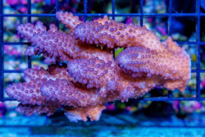 Acropora Colony – Australia (BLUE VIDEO INSIDE!)