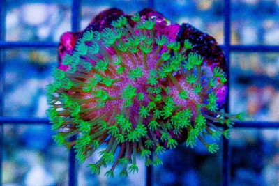 Crown Leather Frag SUPER NEON GLOW!