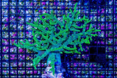 Sinularia Leather – Australia Neon (Blue Video Inside!)