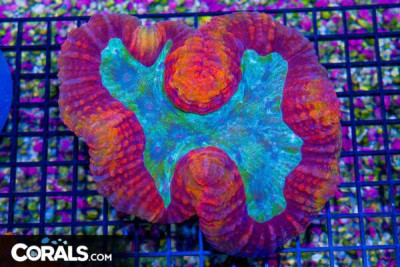 SHOW Lobophyllia Symphyllia – Indo SUPER ULTRA RAINBOW! (Blue Video Inside!)