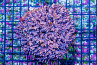 BIG Cyphastrea – Australia ROUND BRANCHING RARE! (Blue Video Inside!)