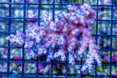 Acropora – Australia Smooth Skin (Blue Video Inside!)