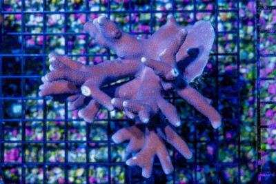 SHOW Branching PURPLE Porites Colony – Fiji SUPER RARE! (Blue Video Inside!)