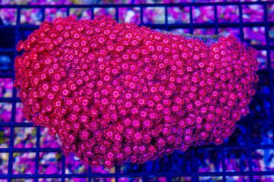 SHOW RED Goniopora Colony – Indo (BLUE VIDEO INSIDE!)