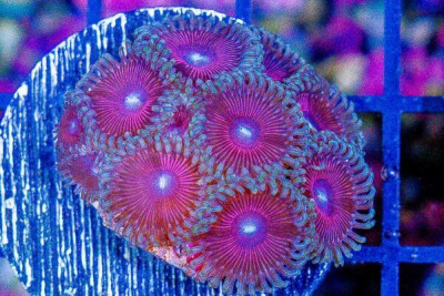 Zoanthid Frag ULTRA