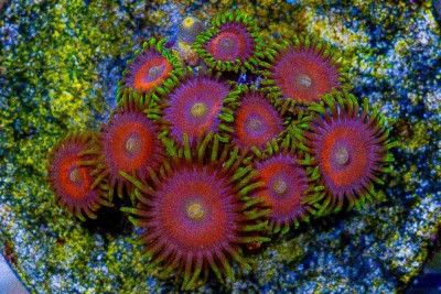 Zoanthid Frag ULTRA