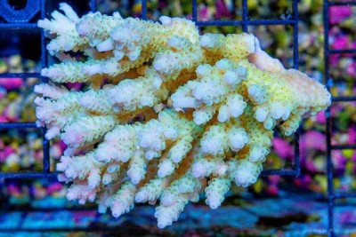 Acropora Colony – Australia (BLUE VIDEO INSIDE!)