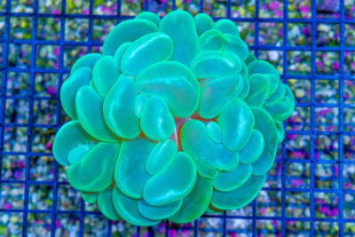 Bubble Coral – Indonesia – GREEN (Blue Video Inside!)