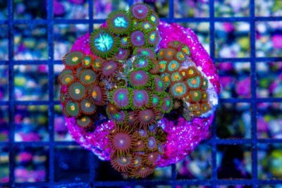 BIG Zoanthid Frag Mini Reef MIXED Ultra COLORS! ~ Manmade Base