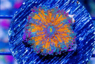 Yuma Mushroom Frag – ULTRA ORANGE