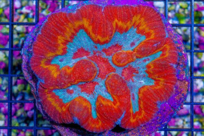 Lobophyllia/Symphyllia – Indo SUPER ULTRA GLOWING GOLD RING/BLUE CENTER! (BLUE VIDEO INSIDE!)