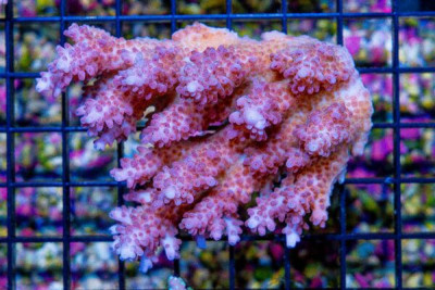 Acropora Colony – Australia (BLUE VIDEO INSIDE!)