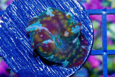 Mushroom Frag Discosoma Green/Striped