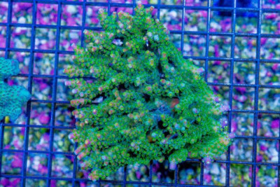 Acropora Colony – Australia (Blue Video Inside!)