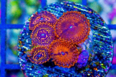 Zoanthid Frag Super ULTRA